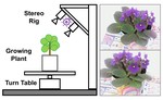 Spatio-Temporal Reconstruction and Visualization of Plant Growth for Phenotyping